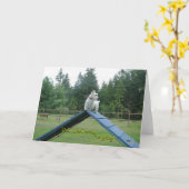 Carte de vœux Scottish Terrier (Fleur jaune)
