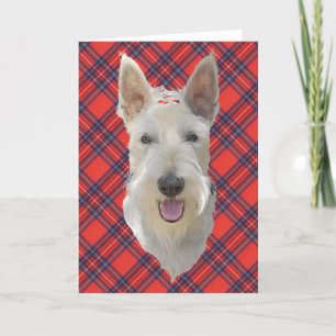 Carte de vœux Scottish Terrier
