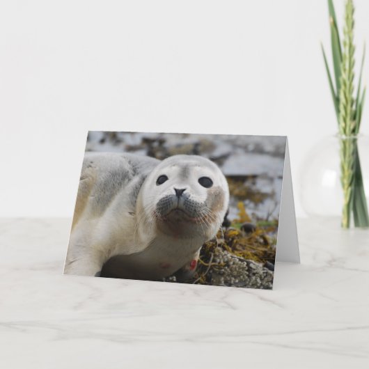 Carte de voeux Seal Pup (Devant)