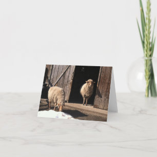 Carte de voeux Sheep
