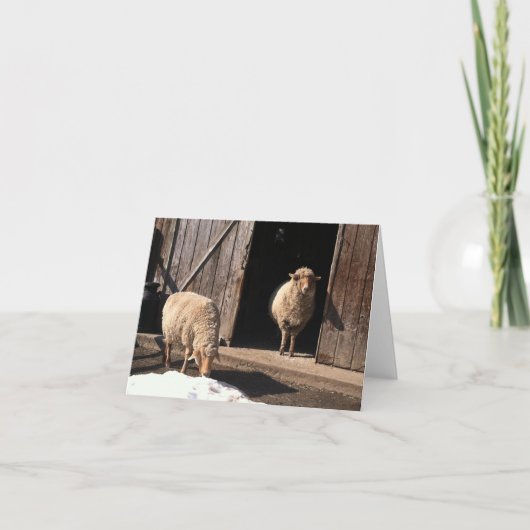 Carte de voeux Sheep (Devant)