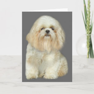 Carte de voeux Shih Tzu