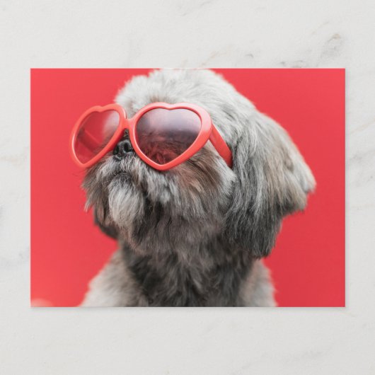 Carte de vœux Shih Tzu (Devant)