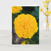 Carte de voeux simple Marigold Jaune (Fleur jaune)