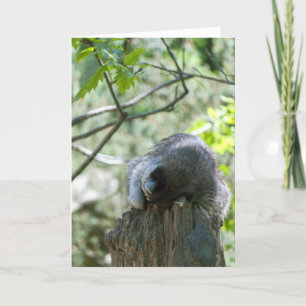 Carte de voeux Sleeping Raccoon
