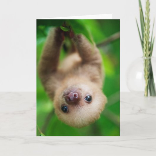 Carte de voeux Sloth (Devant)