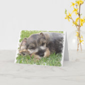 Carte de voeux Snoozing Schnauzer (Fleur jaune)