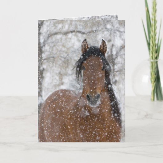 Carte de vœux Snow Stallion (Devant)