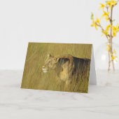 Carte de voeux STALKING LIONESS (Fleur jaune)