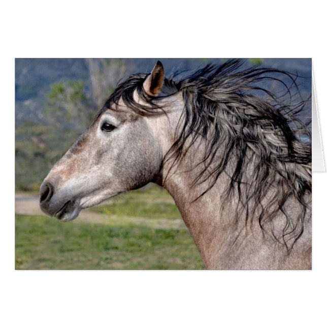 Carte de voeux Stallion andalouse (Devant horizontal)