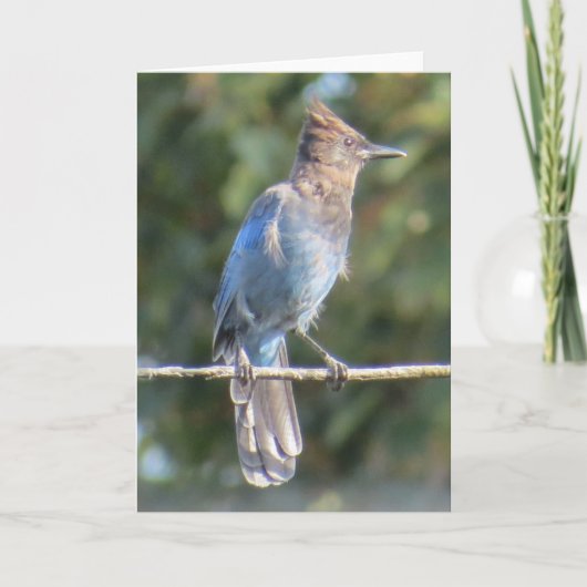 Carte de voeux Steller's Jay (Devant)