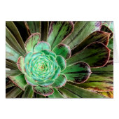 Carte de voeux Succulent aeonium (Devant Horizontal)