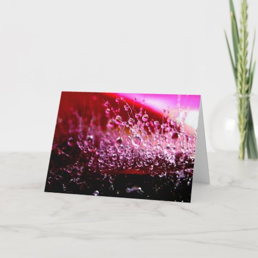 Carte de voeux succulente (Devant)