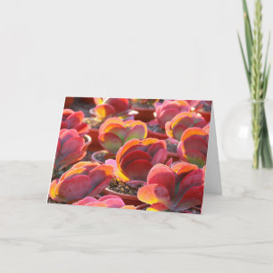 Carte de voeux Succulente Plante Red Paddle