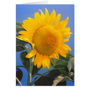 Carte de voeux Sunflower Blue Sky