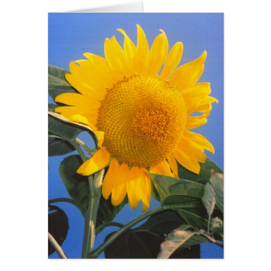 Carte de voeux Sunflower Blue Sky (Devant)