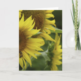 Carte de voeux Sunflower Trio