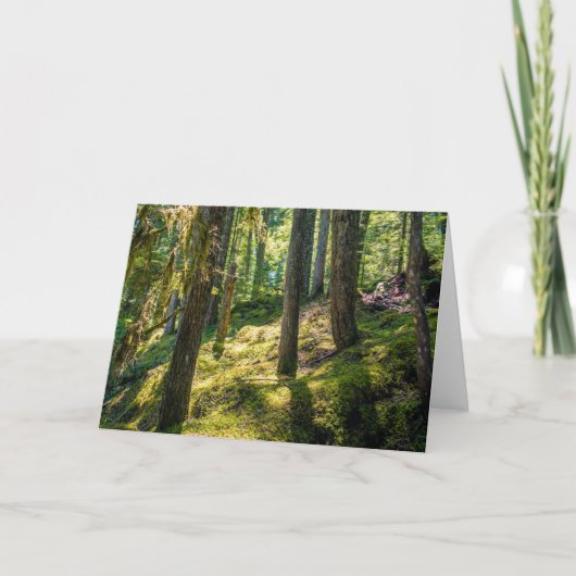 Carte de voeux Sunlit Forest (vide) (Devant)