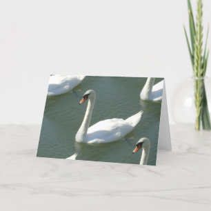 Carte de voeux - Swans in Color