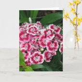 Carte de voeux Sweet William Flowers (Fleur jaune)
