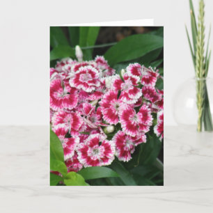 Carte de voeux Sweet William Flowers