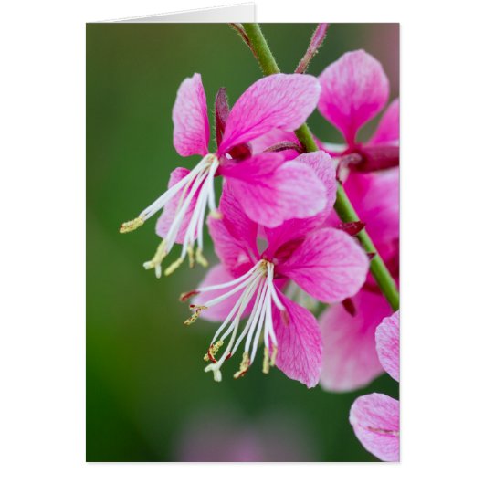 Carte de voeux texte personnalisable fleur sauvage (Devant)