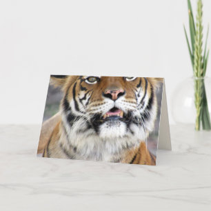 Carte de voeux Tiger
