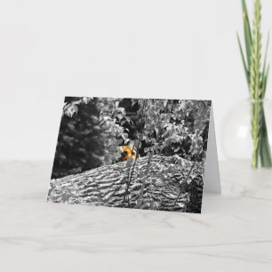 Carte de vœux Tiger Peek-a-boo