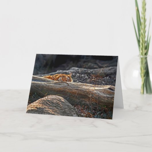 Carte de voeux Tiger Stalk (Devant)