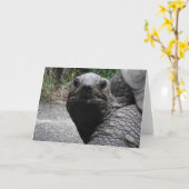 Carte de voeux Tortoise (Fleur jaune)