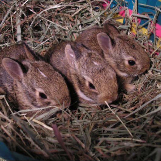 Carte de vœux "Trois d'affilée"