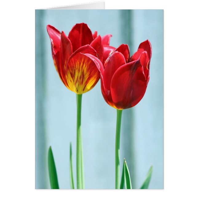 Carte de voeux Tulip (Devant)