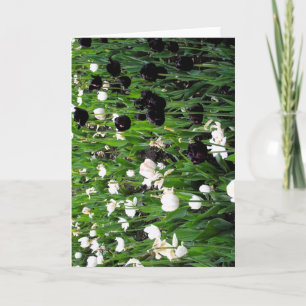 Carte de vœux tulipe noir et blanc