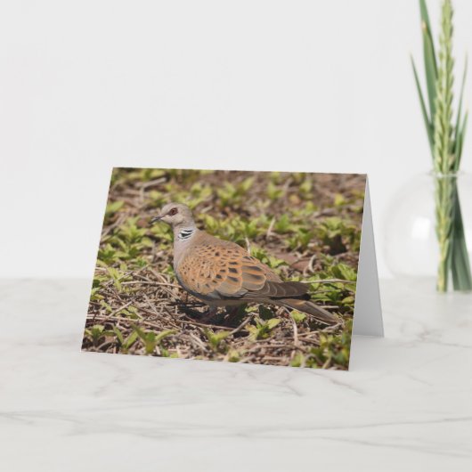 Carte de voeux Turtle Dove (Devant)