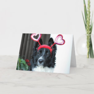 Carte de voeux Valentine Border Collie