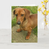 Carte de voeux verticale Daschund (Fleur jaune)
