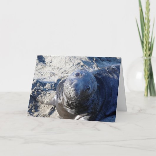 Carte de voeux vierge avec chiot de phoque (Devant)