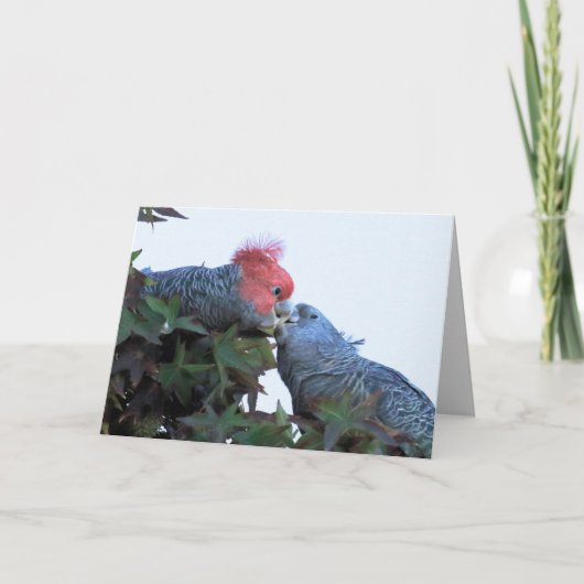 Carte de voeux vierge avec Cockatoos "Kissing" (Devant)