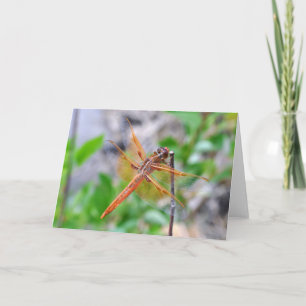 Carte de voeux vierge avec photo de libellule
