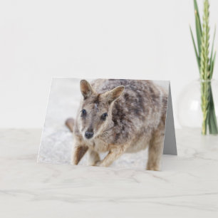 Carte de voeux vierge avec Wallaby