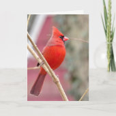 Carte de vœux vierge Cardinal rouge (Devant)