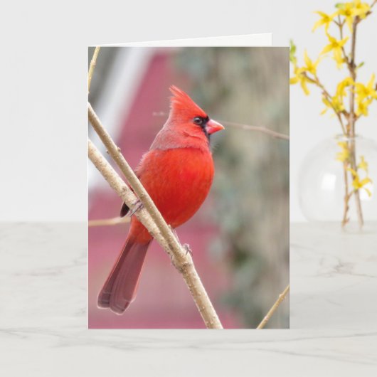 Carte de vœux vierge Cardinal rouge (Fleur jaune)