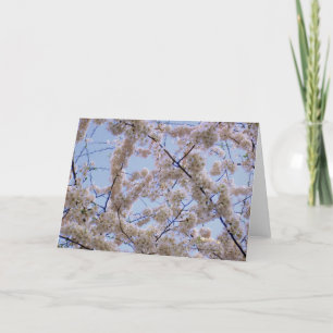 Carte de voeux vierge 'Cherry Blossoms'