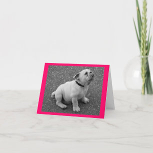 Carte de vœux vierge Chien chiot Bouledogue Anglai