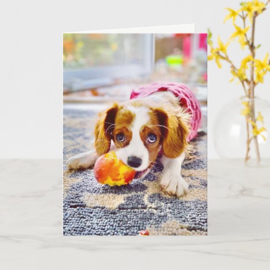 Carte de vœux vierge chiot Cavalier King Charles (Fleur jaune)