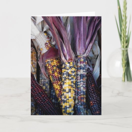 Carte de voeux vierge 'Corn indien' (Devant)