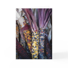 Carte de voeux vierge 'Corn indien'