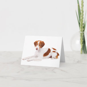 Carte de vœux vierge de chiot Brittany Spaniel