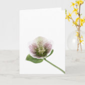 Carte de voeux vierge de Hellebore (Fleur jaune)
