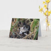 Carte de voeux vierge de Kitty de garçon timide (Fleur jaune)